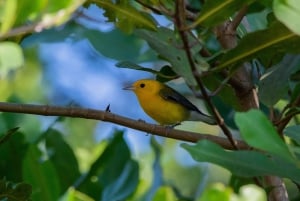 Tarcoles-joki: Bird Watching Tour: Jungle Crocodile Safari & Bird Watching Tour