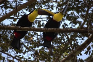 Tarcoles-joki: Bird Watching Tour: Jungle Crocodile Safari & Bird Watching Tour
