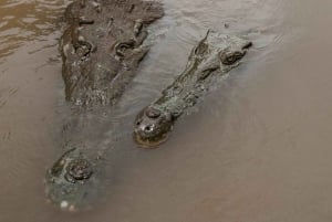 Tarcoles-joki: Bird Watching Tour: Jungle Crocodile Safari & Bird Watching Tour