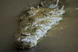 Tarcoles-joki: Bird Watching Tour: Jungle Crocodile Safari & Bird Watching Tour