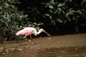 Tarcoles-joki: Bird Watching Tour: Jungle Crocodile Safari & Bird Watching Tour