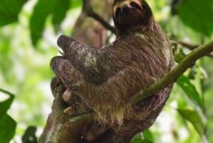 Parco Nazionale Tenorio: Tour guidato ed esperienza con i bradipi