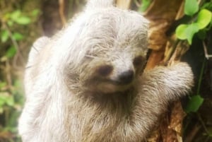 Parque Nacional Tenório: Visita guiada e experiência com preguiças