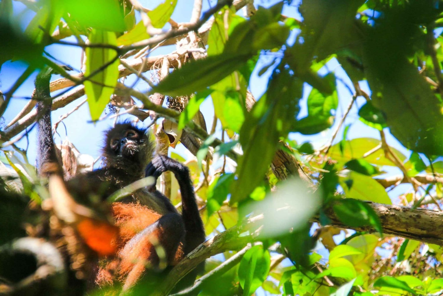 Terraba Sierpe National Wetlands - Mangrove Tour