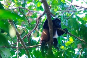 Terraba Sierpe National Wetlands - Mangrove Tour