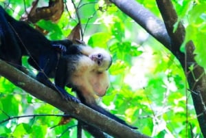 Terraba Sierpe National Wetlands - Mangrove Tour