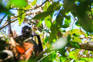 Terraba Sierpe National Wetlands - Mangrove Tour