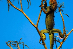 Terraba Sierpe National Wetlands - Mangrove Tour