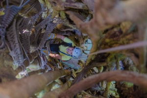 Alkuperäinen Canopy Tour Monteverde