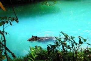 Tenorio National Park: Park and Rio Celeste Waterfall Ticket