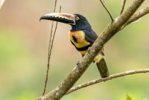 Tortuguero: 2-dagars nationalparkstur med båtresa