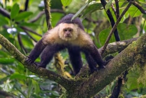 Tortuguero: 2-dagars nationalparkstur med båtresa