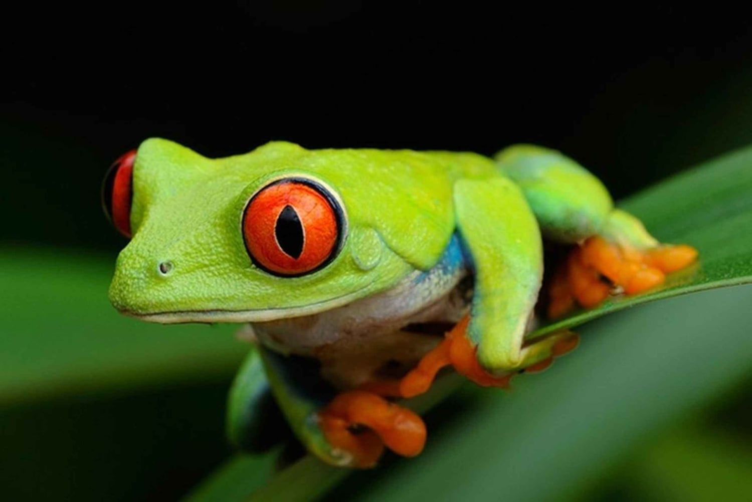 Tortuguero: Een nachtwandeling door het regenwoud van Tortuguero