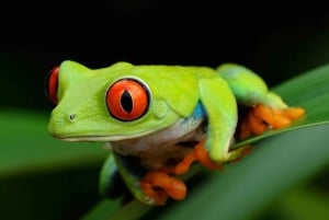 Tortuguero: En nattvandring genom regnskogen i Tortuguero