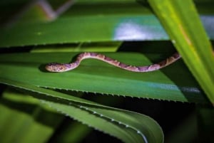 Tortuguero: En nattvandring genom regnskogen i Tortuguero