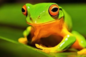 Tortuguero: En nattvandring genom regnskogen i Tortuguero