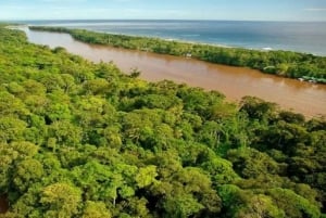Tortuguero: En nattvandring genom regnskogen i Tortuguero