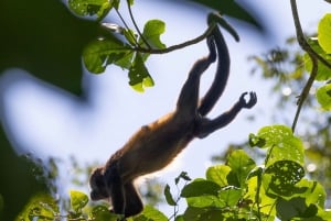 Tortuguero boat tour, Maratopia tropical garden & beach, incl. fruit