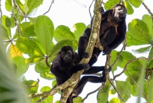 Tortuguero boat tour, Maratopia tropical garden & beach, incl. fruit