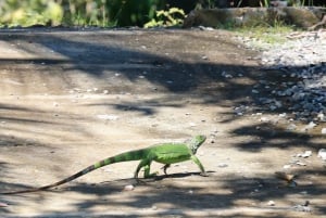 Tortuguero boat tour, Maratopia tropical garden & beach, incl. fruit