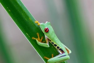 Tortuguero boat tour, Maratopia tropical garden & beach, incl. fruit