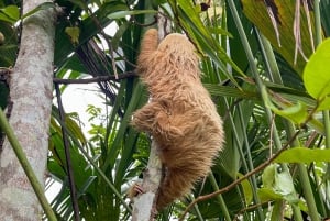 Tortuguero boat tour, Maratopia tropical garden & beach, incl. fruit