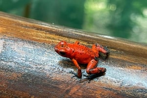 Tortuguero boat tour, Maratopia tropical garden & beach, incl. fruit