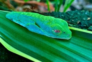 Tortuguero boat tour, Maratopia tropical garden & beach, incl. fruit