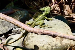 Tortuguero boat tour, Maratopia tropical garden & beach, incl. fruit