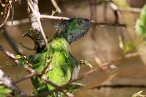 Tortuguero boat tour, Maratopia tropical garden & beach, incl. fruit