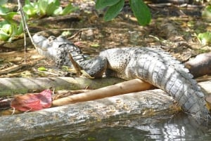 Tortuguero boat tour, Maratopia tropical garden & beach, incl. fruit
