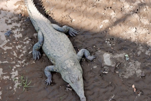 Wycieczka łodzią po Tortuguero, tropikalny ogród i plaża Maratopia, w tym owoce