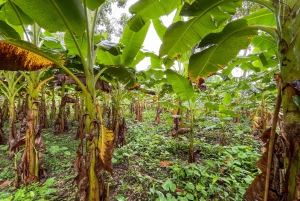 Wycieczka łodzią po Tortuguero, tropikalny ogród i plaża Maratopia, w tym owoce