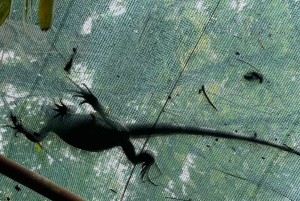 Wycieczka łodzią po Tortuguero, tropikalny ogród i plaża Maratopia, w tym owoce