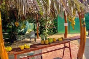 Wycieczka łodzią po Tortuguero, tropikalny ogród i plaża Maratopia, w tym owoce