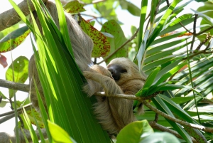 Wycieczka łodzią po Tortuguero, tropikalny ogród i plaża Maratopia, w tym owoce