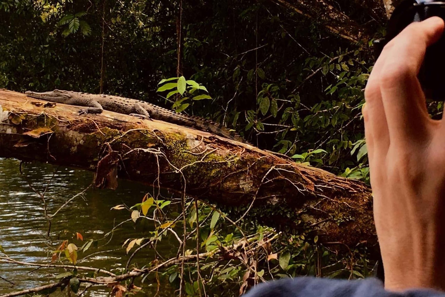 Tortuguero Canal Tour with history from Limon