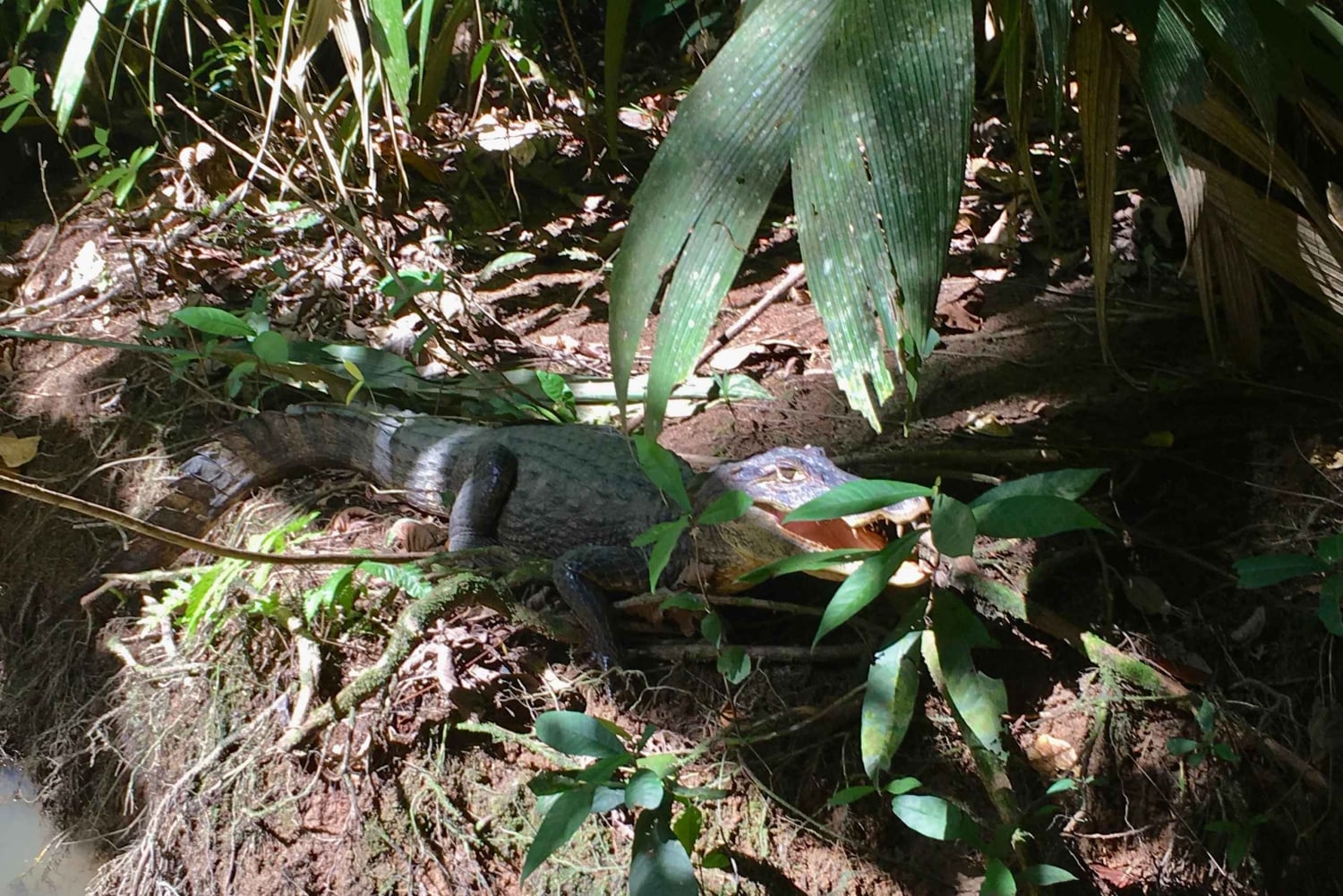 Tortuguero Canal Tour with history from Limon