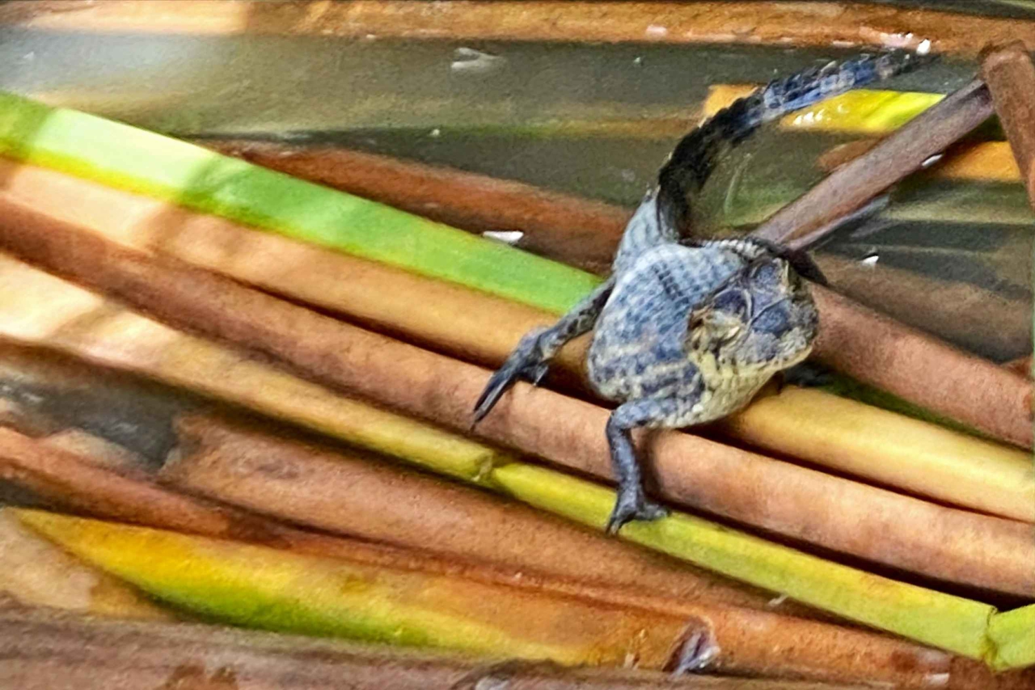 Tortuguero Canal Tour with history from Limon