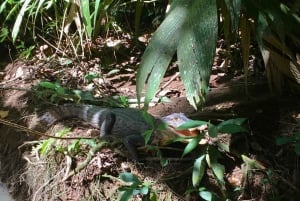 Tortuguero Canal Tour with history from Limon