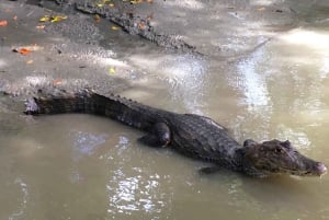 Tortuguero Canal Tour with history from Limon