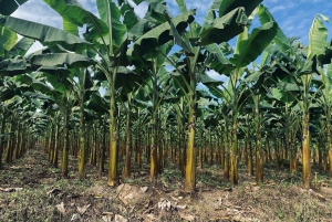 Tortuguero Canal Tour with history from Limon