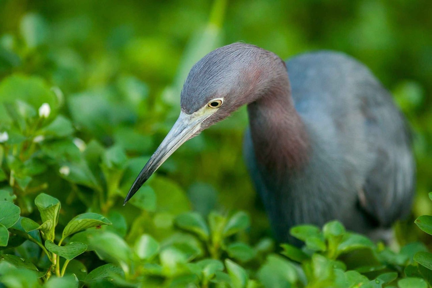 Tortuguero: Canoe Adventure Tour