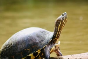 Tortuguero: Canoe experience in Tortuguero National Park