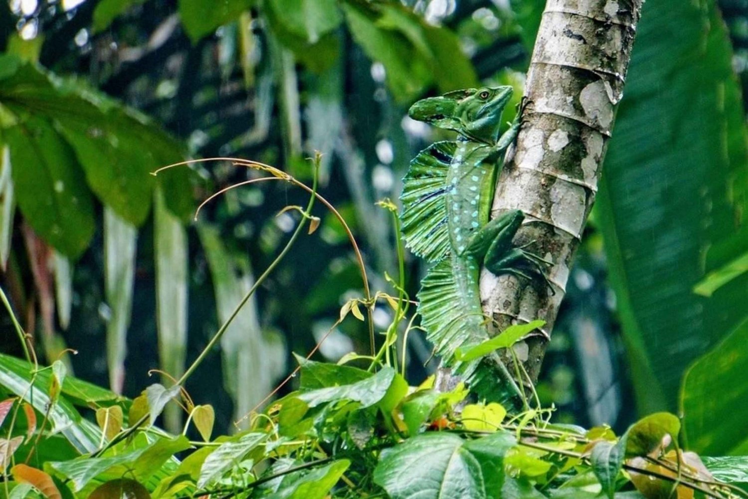 Tortuguero: Canoe Tour and Turtle Nesting Tour Package