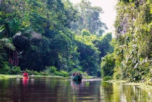Tortuguero: Passeio de canoa e pacote turístico de nidificação de tartarugas
