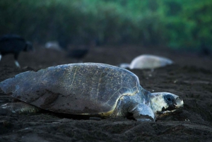 Tortuguero: Passeio de canoa e pacote turístico de nidificação de tartarugas