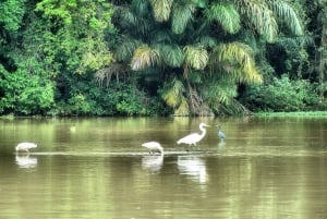Tortuguero: Passeio de canoa e pacote turístico de nidificação de tartarugas