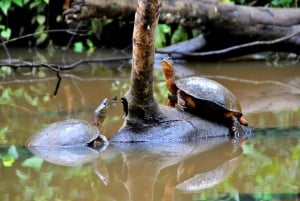 Tortuguero: Kanotur og spotting af dyreliv