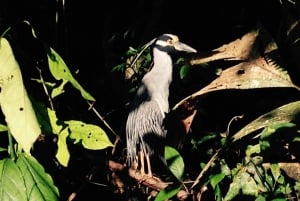 Tortuguero: Tour in canoa e avvistamento della fauna selvatica
